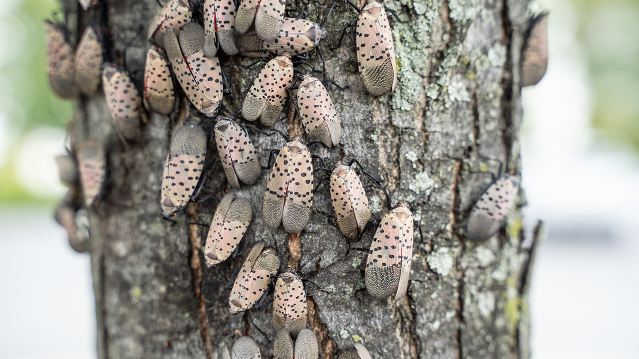 Spotted lantern flies on a tree trunk.