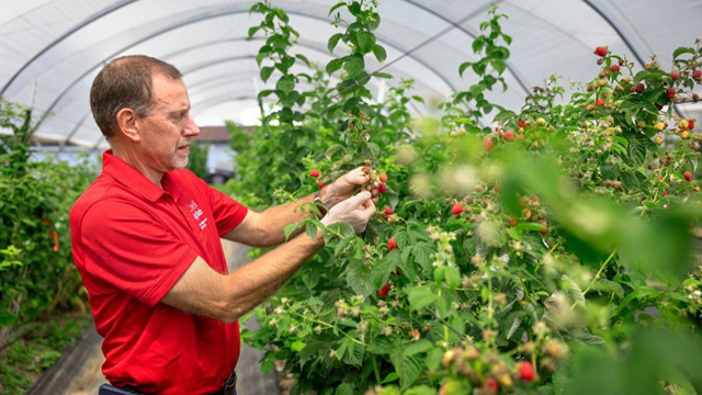 Courtney Weber with Crimson Beauty raspberries.